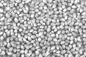 Bulk,Of,Corn,Grains